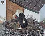 Capi_Dubne_20260501_095002.jpg