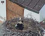 Capi_Dubne_20260501_100502.jpg