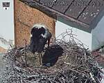 Capi_Dubne_20260501_110503.jpg
