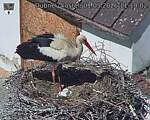 Capi_Dubne_20260501_111002.jpg