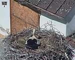 Capi_Dubne_20260501_112002.jpg