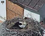 Capi_Dubne_20260501_115002.jpg
