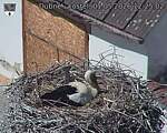 Capi_Dubne_20260501_122502.jpg