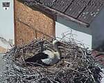 Capi_Dubne_20260501_123502.jpg