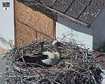 Capi_Dubne_20260501_124002.jpg