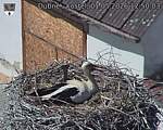 Capi_Dubne_20260501_125003.jpg