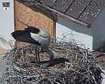 Capi_Dubne_20260501_125503.jpg
