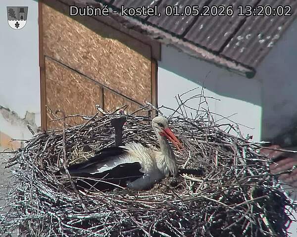 Capi_Dubne_20260501_132002.jpg (1350&nbsp;x&nbsp;1080)