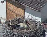 Capi_Dubne_20260501_140502.jpg