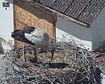 Capi_Dubne_20260501_141502.jpg