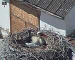 Capi_Dubne_20260501_142003.jpg