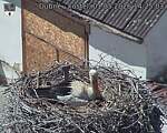 Capi_Dubne_20260501_142503.jpg