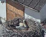 Capi_Dubne_20260501_143503.jpg
