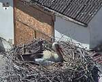 Capi_Dubne_20260501_144003.jpg