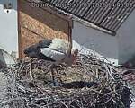Capi_Dubne_20260501_144503.jpg