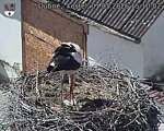 Capi_Dubne_20260501_151002.jpg