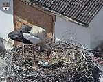 Capi_Dubne_20260501_151502.jpg