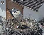Capi_Dubne_20260501_153503.jpg