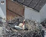 Capi_Dubne_20260501_154503.jpg