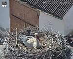 Capi_Dubne_20260501_162002.jpg
