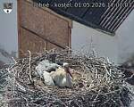 Capi_Dubne_20260501_170003.jpg