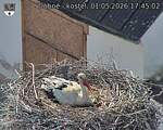 Capi_Dubne_20260501_174502.jpg