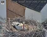 Capi_Dubne_20260501_175004.jpg