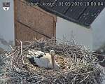 Capi_Dubne_20260501_180004.jpg