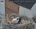 Capi_Dubne_20260501_182002.jpg