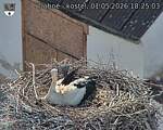 Capi_Dubne_20260501_182503.jpg