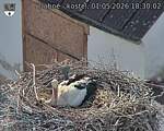 Capi_Dubne_20260501_183002.jpg