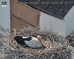 Capi_Dubne_20260501_183503.jpg