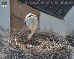Capi_Dubne_20260501_184003.jpg