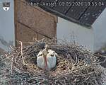 Capi_Dubne_20260501_185504.jpg