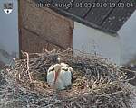 Capi_Dubne_20260501_190504.jpg