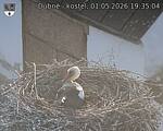 Capi_Dubne_20260501_193504.jpg