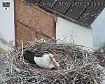 Capi_Dubne_20260501_202503.jpg