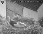 Capi_Dubne_20260501_204503.jpg