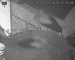 Capi_Dubne_20260501_223003.jpg