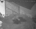 Capi_Dubne_20260501_230003.jpg