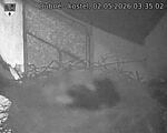 Capi_Dubne_20260502_033502.jpg