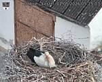 Capi_Dubne_20260502_052503.jpg