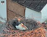Capi_Dubne_20260502_055002.jpg