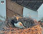 Capi_Dubne_20260502_055504.jpg