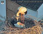 Capi_Dubne_20260502_060503.jpg