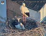 Capi_Dubne_20260502_061002.jpg