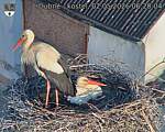 Capi_Dubne_20260502_062004.jpg
