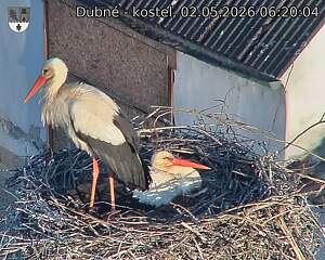 Capi_Dubne_20260502_062004.jpg (1350&nbsp;x&nbsp;1080)