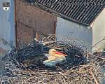 Capi_Dubne_20260502_062504.jpg