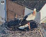 Capi_Dubne_20260502_063004.jpg